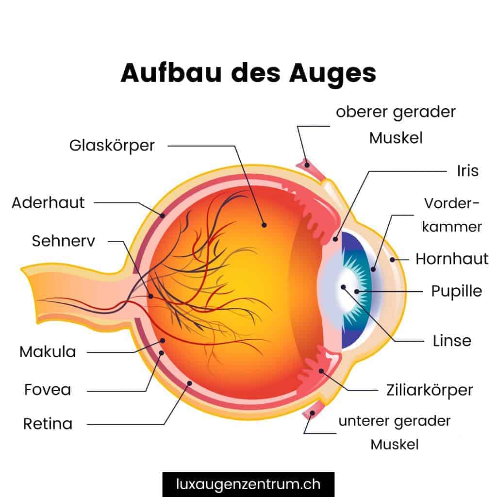 Wie Ist Das Auge Aufgebaut Aufbau des Auges « Lux Augenzentrum
